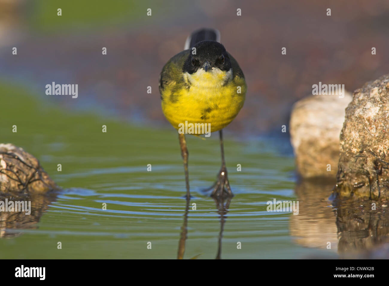 Bergeronnette printanière-noir (Motacilla flava feldegg, Motacilla feldegg), marcher dans l'eau, Grèce, Lesbos, Kalloni Salt Pans Banque D'Images