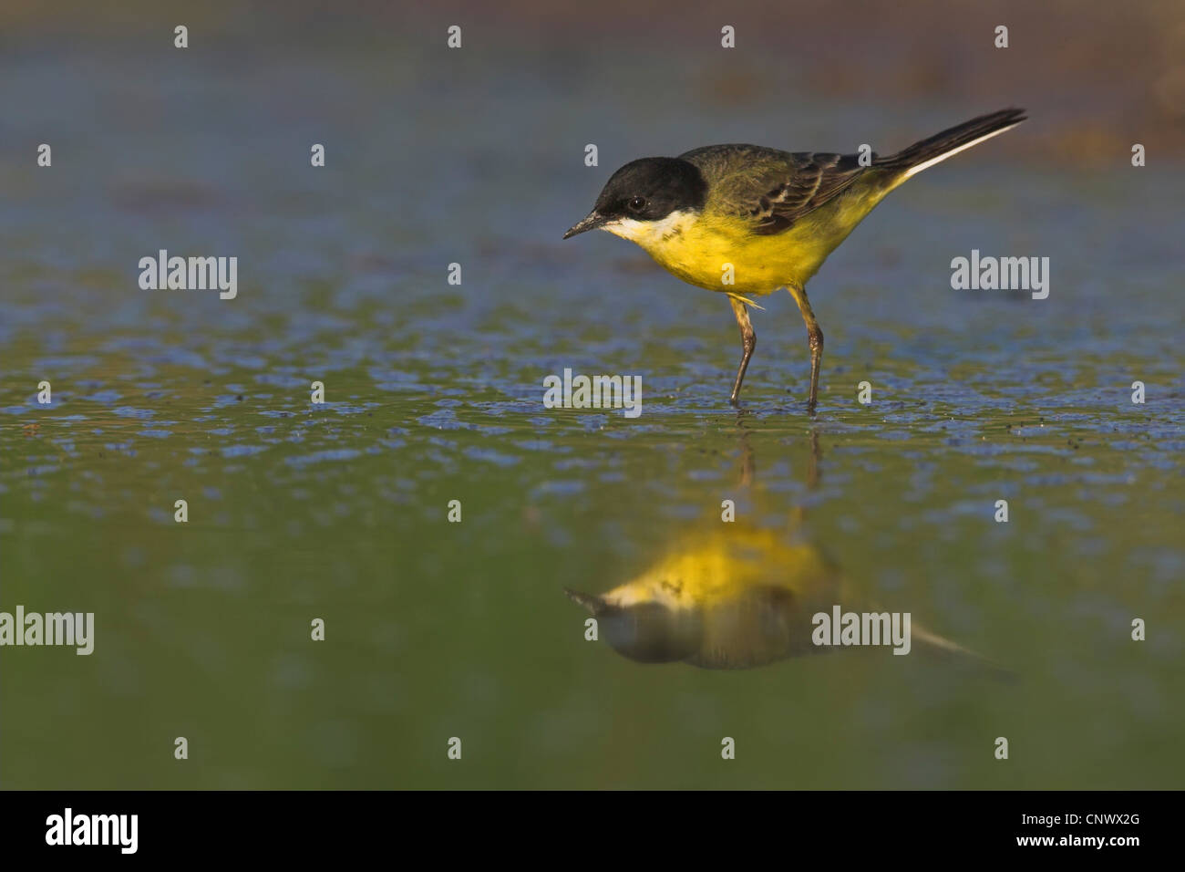 Bergeronnette printanière-noir (Motacilla flava feldegg, Motacilla feldegg), marcher dans l'eau, Grèce, Lesbos, Kalloni Salt Pans Banque D'Images