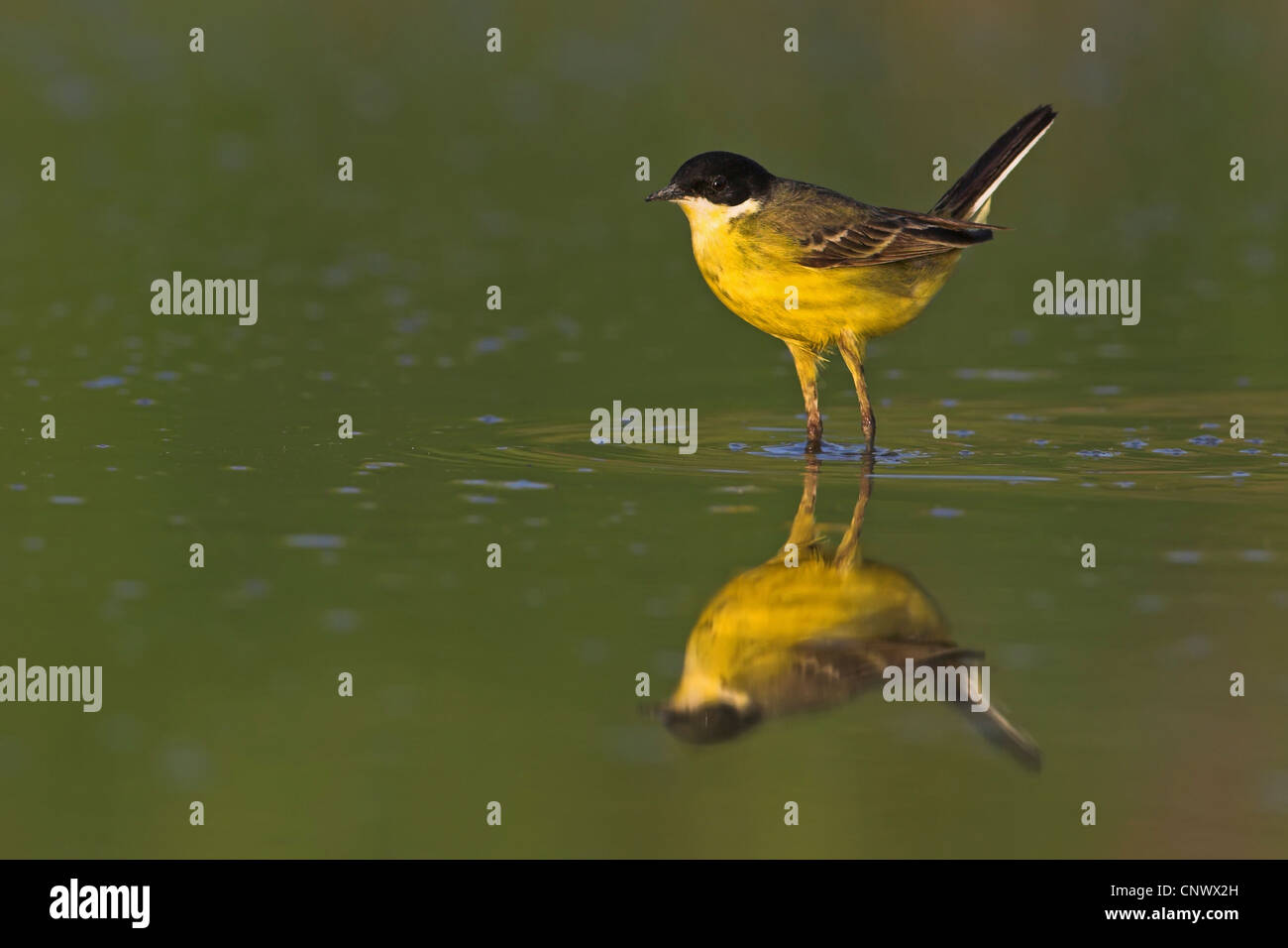 Bergeronnette printanière-noir (Motacilla flava feldegg, Motacilla feldegg), marcher dans l'eau, Grèce, Lesbos, Kalloni Salt Pans Banque D'Images