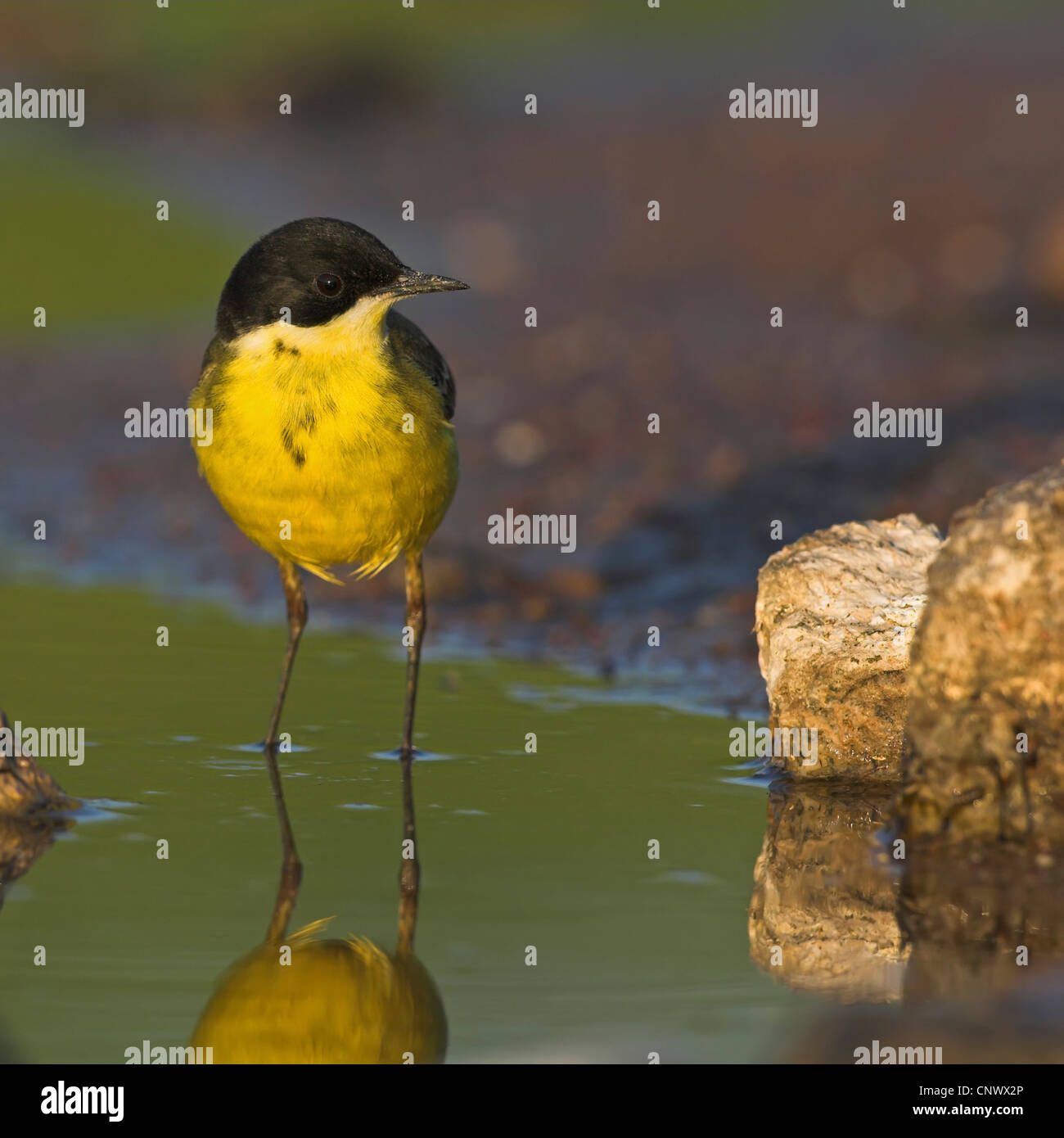Bergeronnette printanière-noir (Motacilla flava feldegg, Motacilla feldegg), marcher dans l'eau, Grèce, Lesbos, Kalloni Salt Pans Banque D'Images