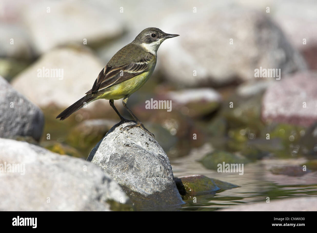 Bergeronnette printanière-noir (Motacilla flava feldegg, Motacilla feldegg), assis sur une pierre à eau, Grèce, Lesbos, Faneromeni Banque D'Images