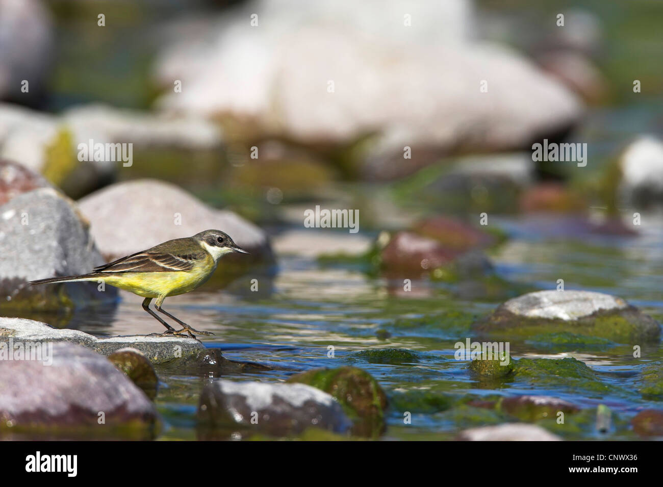 Bergeronnette printanière-noir (Motacilla flava feldegg, Motacilla feldegg), assis sur une pierre à eau, Grèce, Lesbos, Faneromeni Banque D'Images
