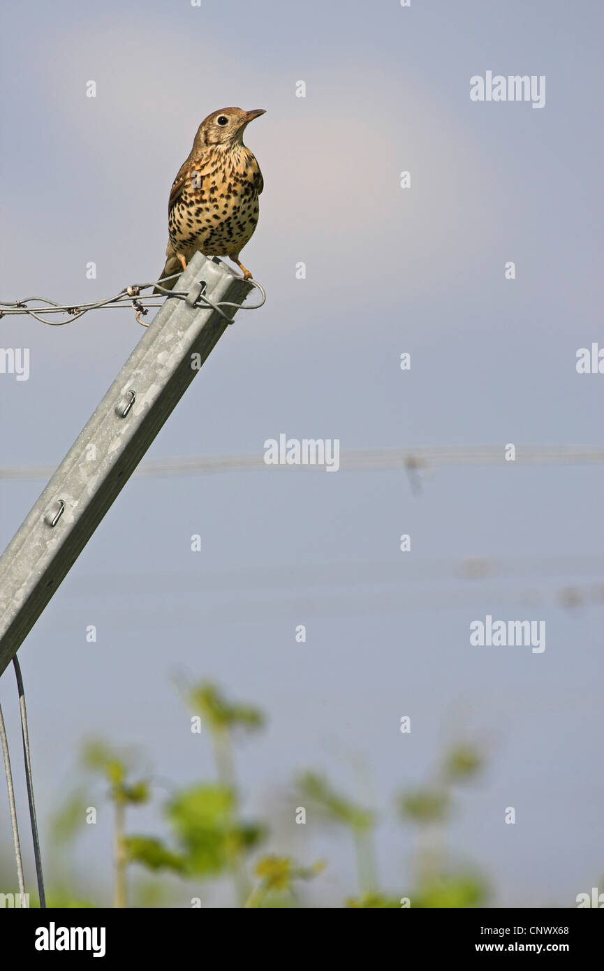 Mistle thrush (Turdus viscivorus), assis sur un métal, l'Allemagne, Rhénanie-Palatinat Banque D'Images