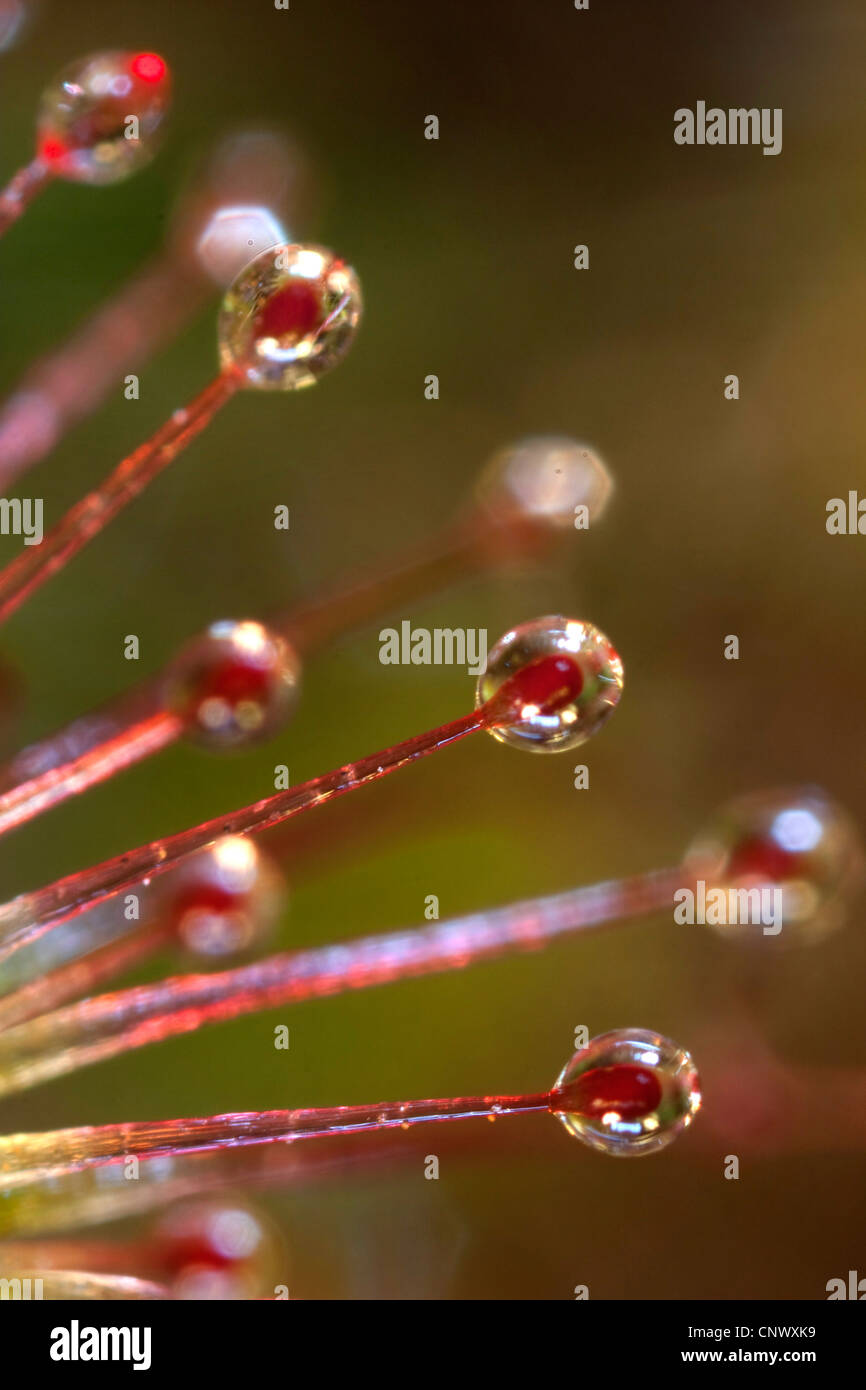 Grand rossolis rossolis (Drosera, Anglais), tentacules longifolia avec du liquide, l'Allemagne, la Bavière Banque D'Images