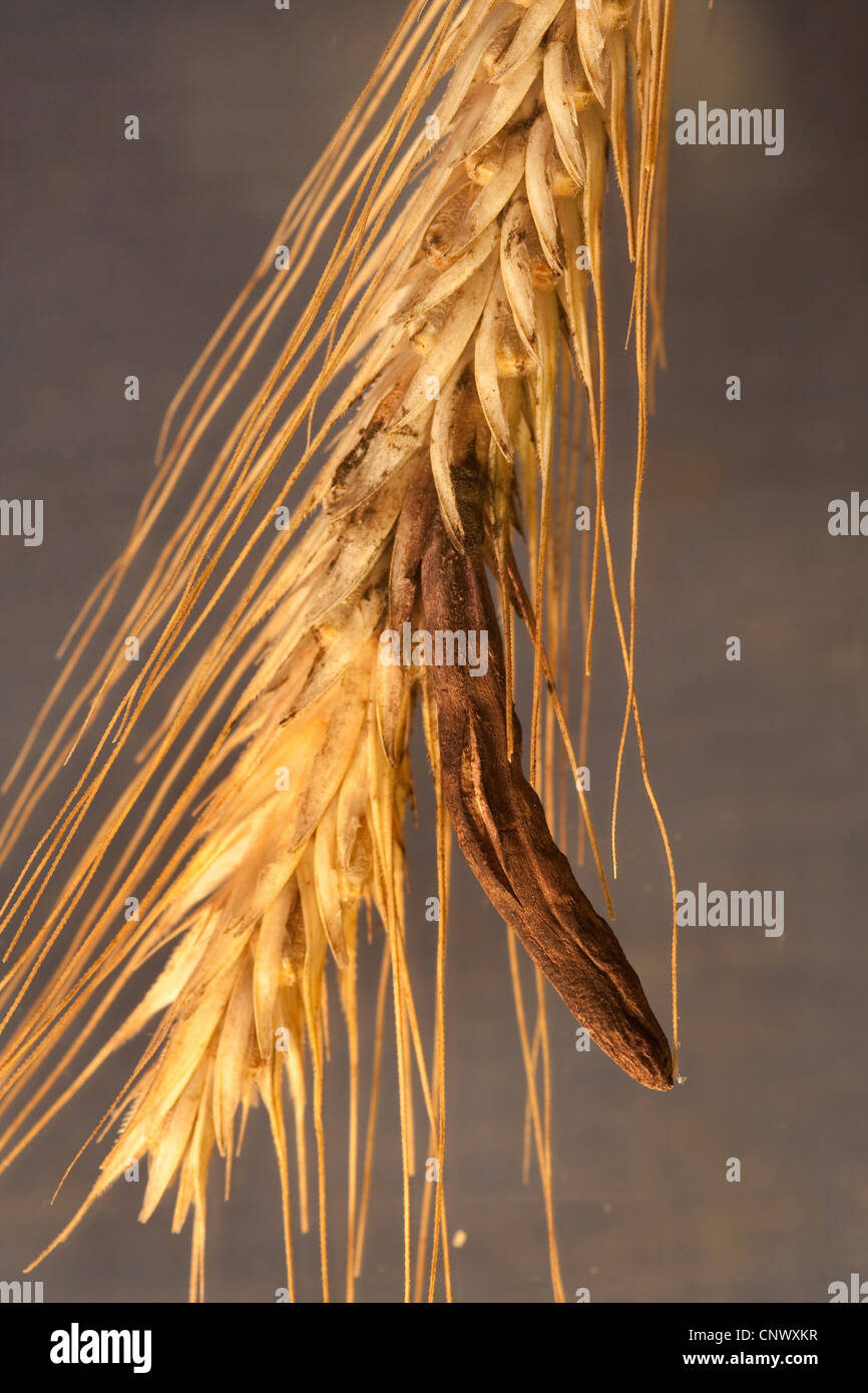 Le sang, l'ergot (Claviceps purpurea) racine, à ray grains, Germany Banque D'Images