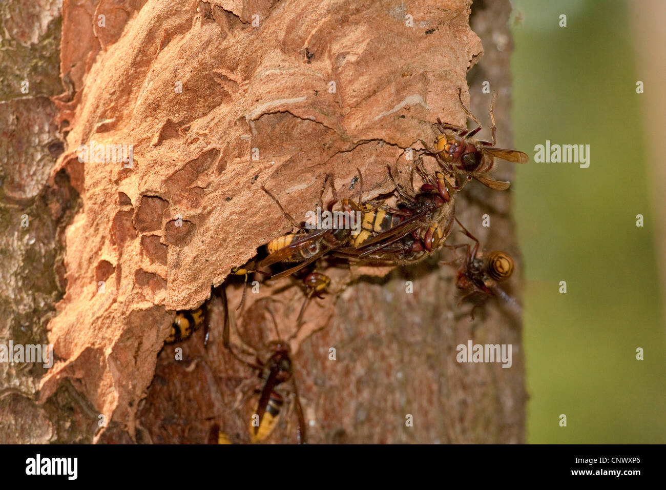 Hornet, brown, hornet hornet Européen (Vespa crabro), l'extension de la hornet travailleur ouverture d'un nid accroché à un tronc, l'Allemagne, la Bavière Banque D'Images