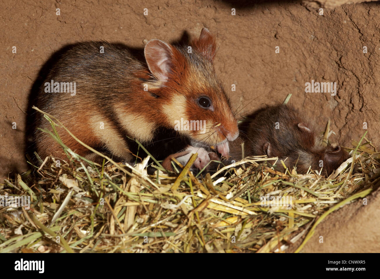 Hamster commun, black-bellied grand hamster (Cricetus cricetus), Femme avec jeune animal dans un subterraneous den Banque D'Images
