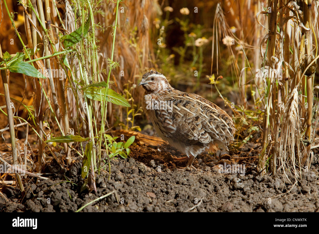 Caille Coturnix coturnix (commune), dans un champ, l'Allemagne, la Bavière Banque D'Images