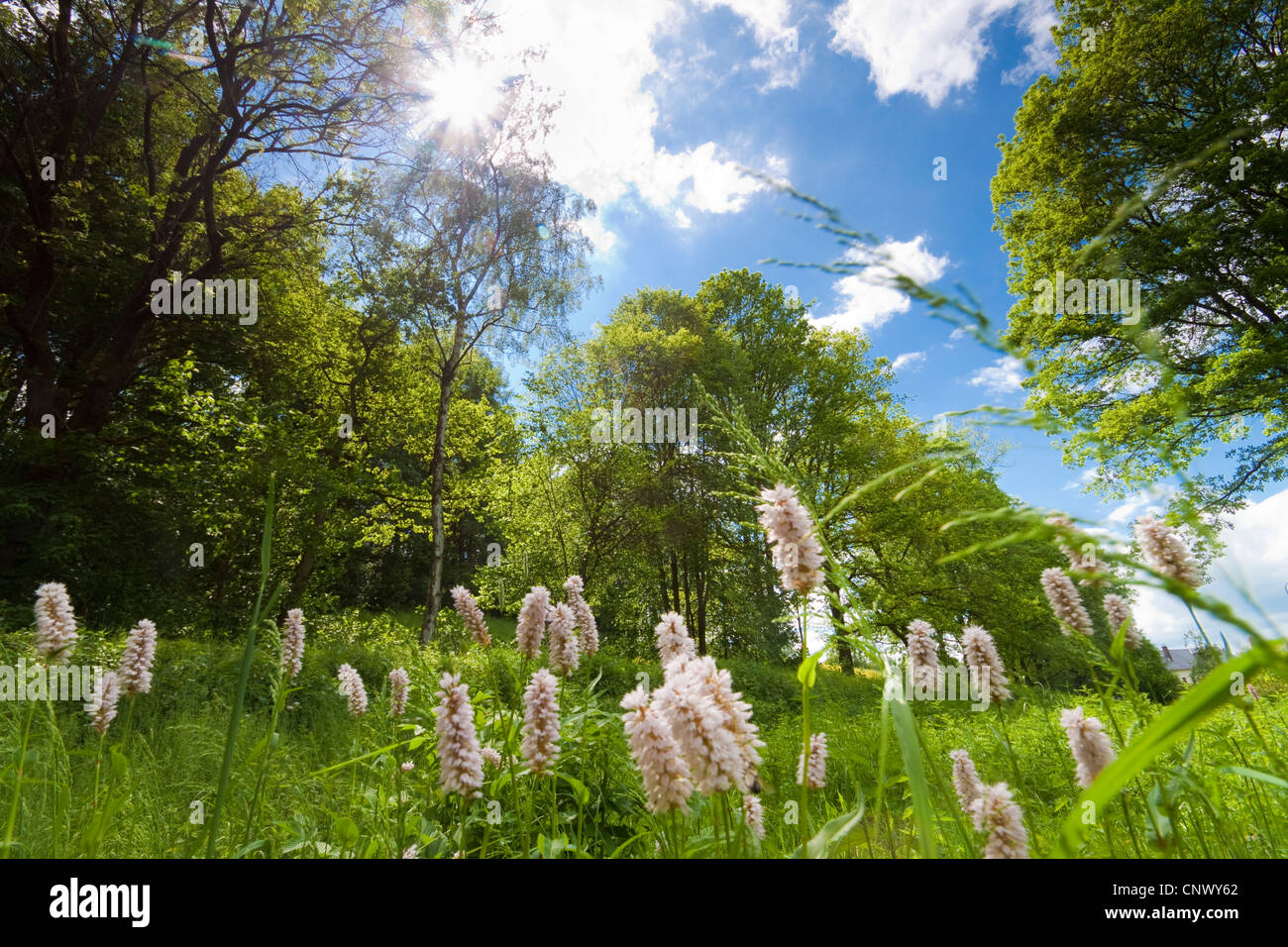 La bistorte commun, meadow Renouée bistorte (Polygonum bistorta, Bistorta majeur), dans un pré en fleurs avec Festuca, Allemagne, Saxe, Vogtland Banque D'Images