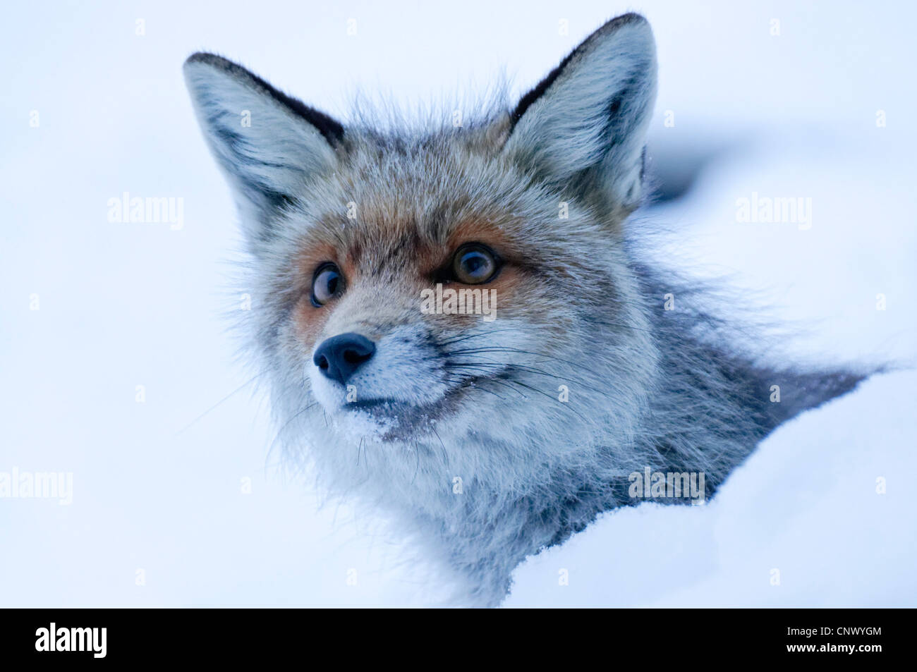 Un renard sauvage dans les Alpes en hiver Banque D'Images