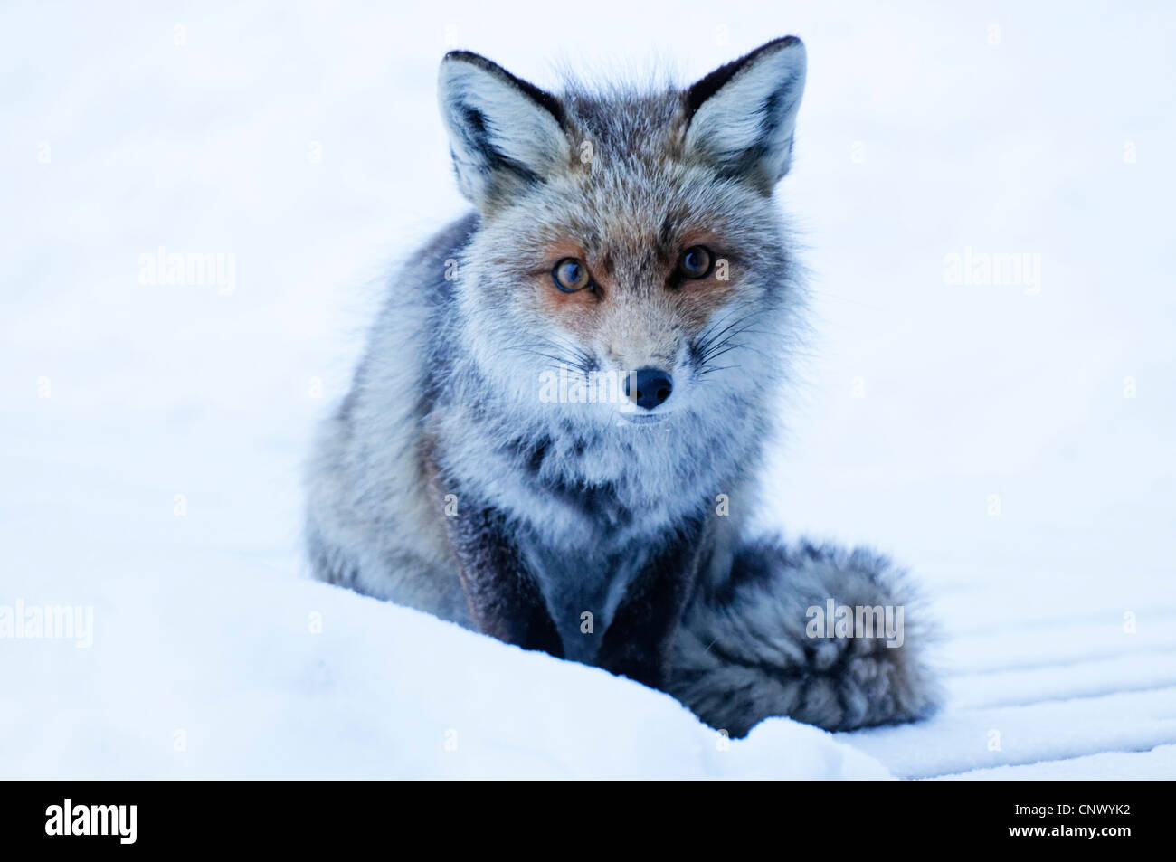 Un renard sauvage dans les Alpes en hiver Banque D'Images