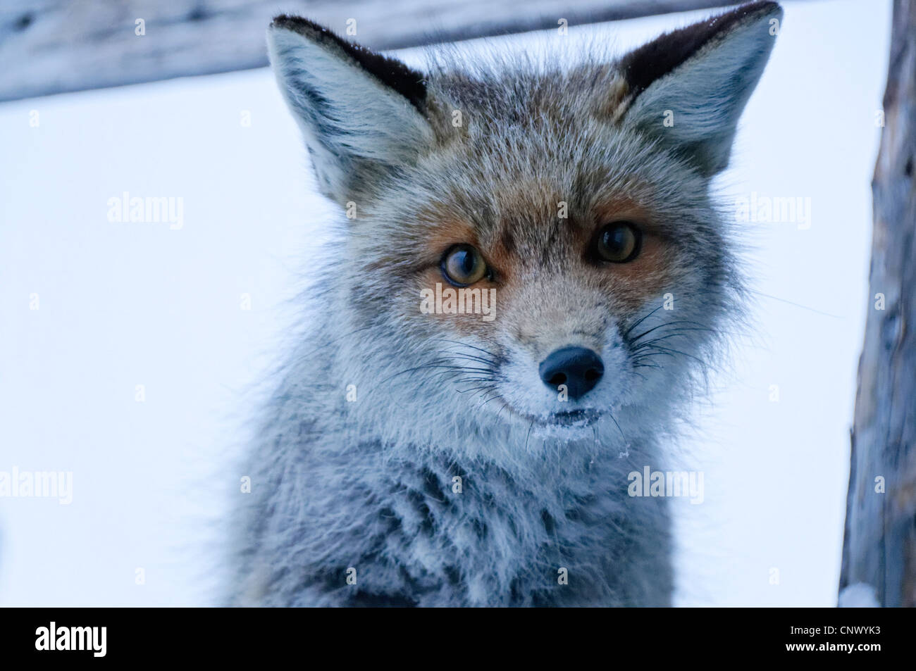Un renard sauvage dans les Alpes en hiver Banque D'Images