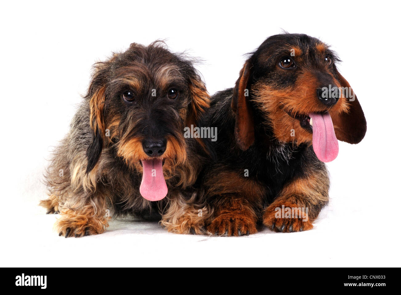 Teckel à poil dur, chien saucisse à poil dur, chien domestique (Canis lupus f. familiaris), deux teckels haletant et couché côte à côte, Allemagne Banque D'Images