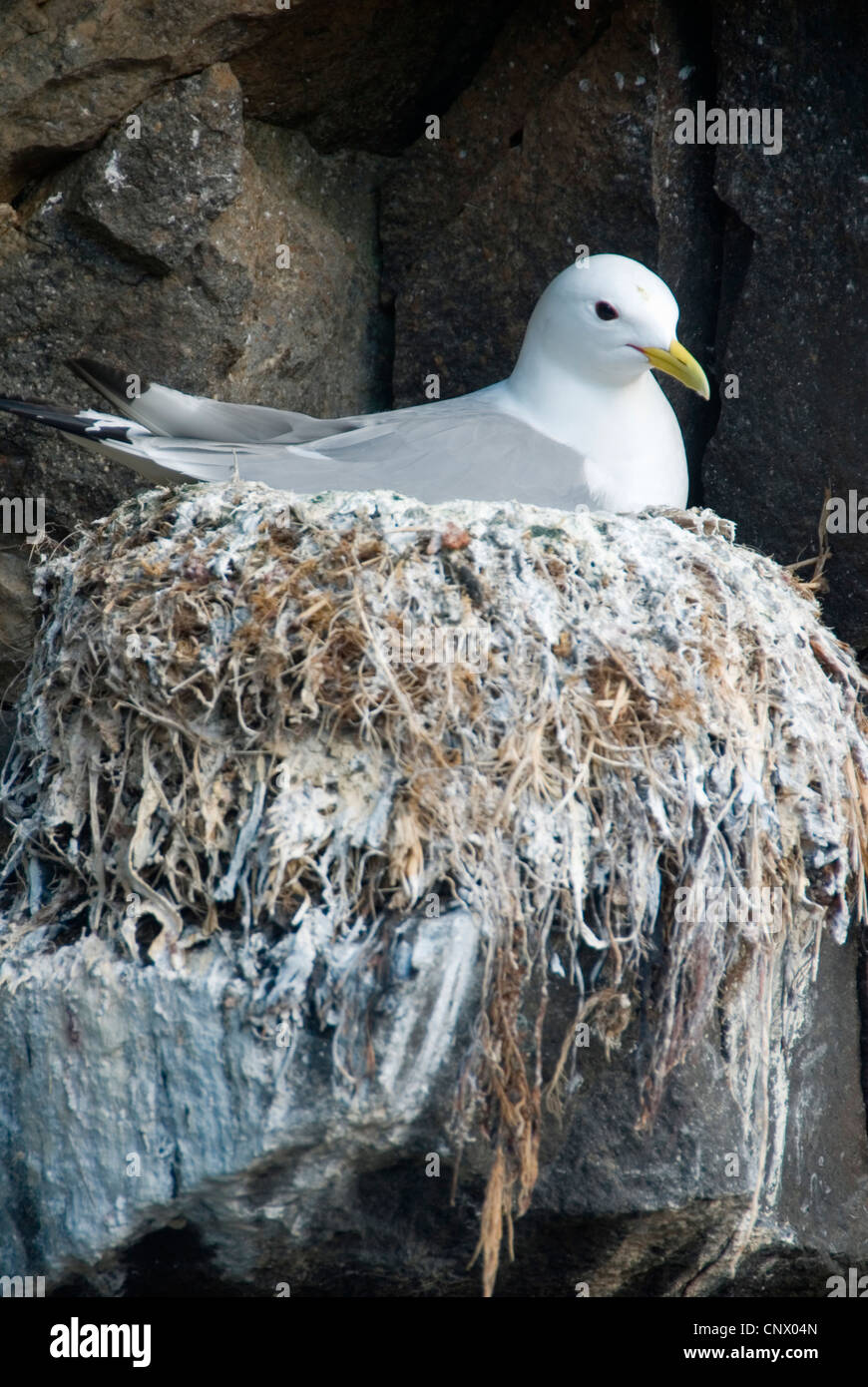 La mouette tridactyle (Rissa tridactyla), Larus tridactyla), assis sur son nid, l'Islande Banque D'Images