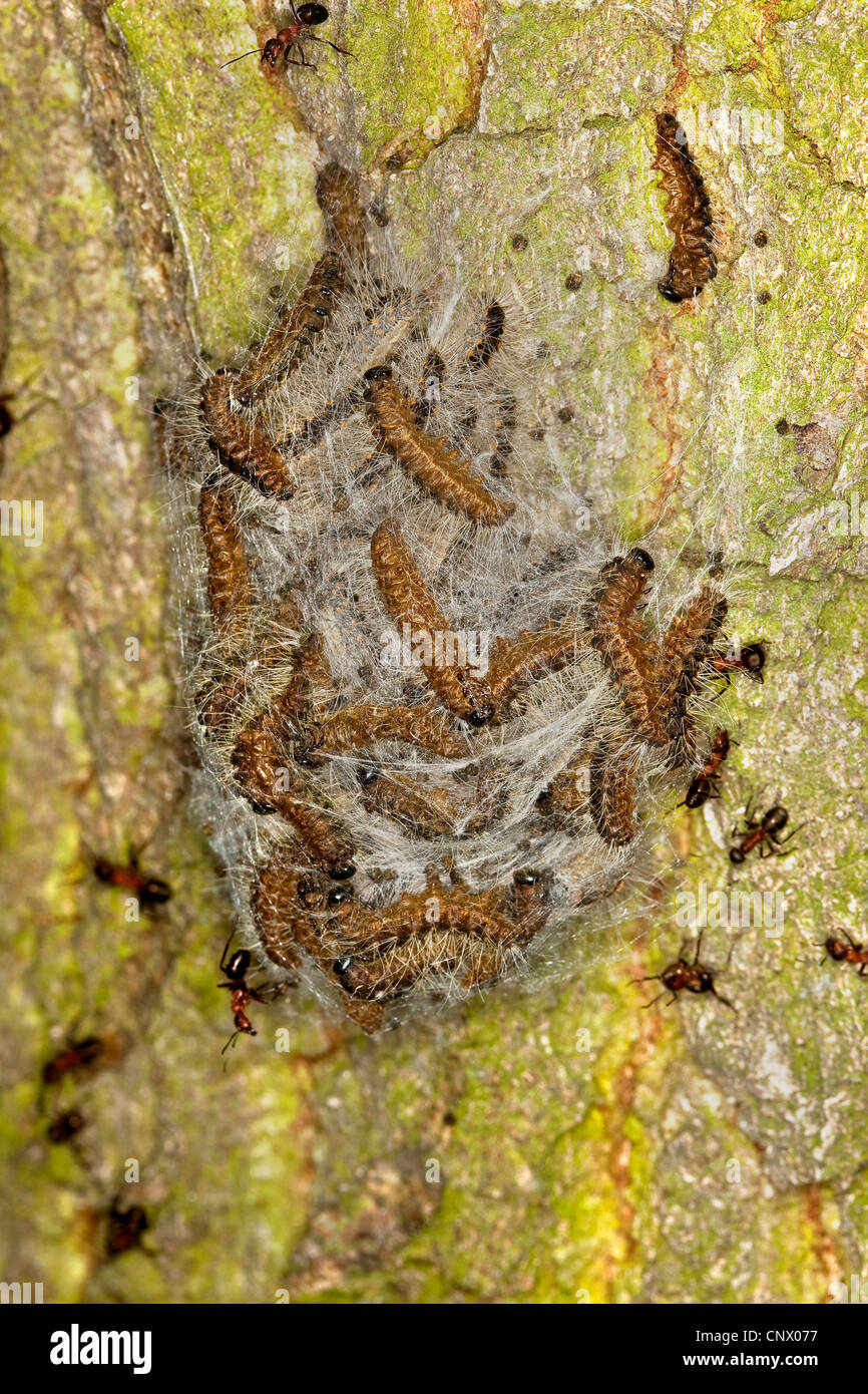 Chenille processionnaire du chêne (Thaumetopoea processionea), les chenilles dans web à un tronc de chêne, début de la nymphose, Allemagne Banque D'Images