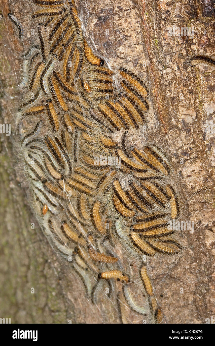 Chenille processionnaire du chêne (Thaumetopoea processionea), les chenilles dans web à un tronc de chêne, début de la nymphose, Allemagne Banque D'Images