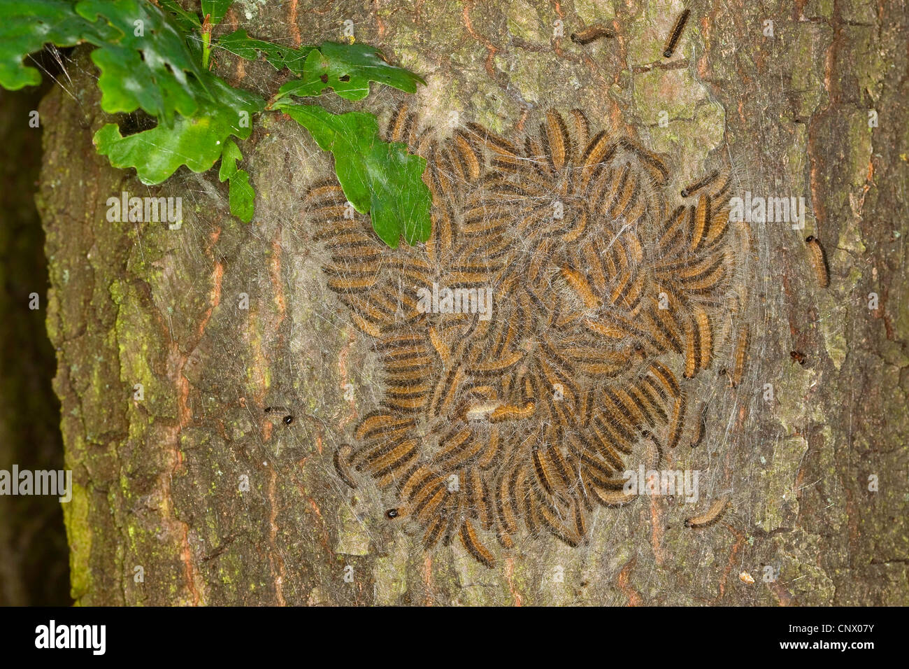 Chenille processionnaire du chêne (Thaumetopoea processionea), les chenilles dans web à un tronc de chêne, Allemagne Banque D'Images