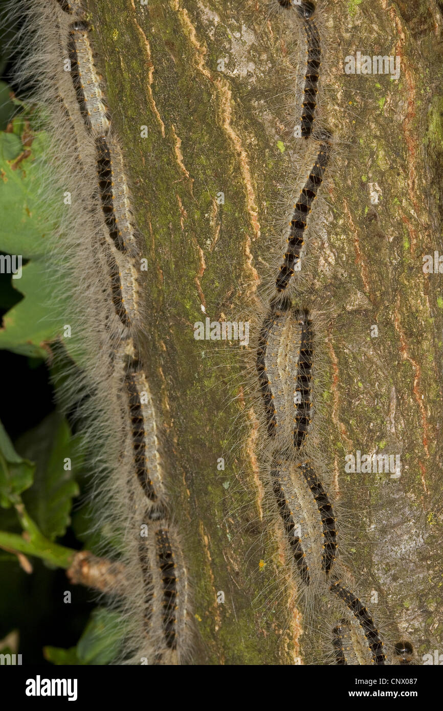 Chenille processionnaire du chêne (Thaumetopoea processionea), chenilles marchant sur un tronc d'arbre vers le haut pour se nourrir de feuilles, Allemagne Banque D'Images