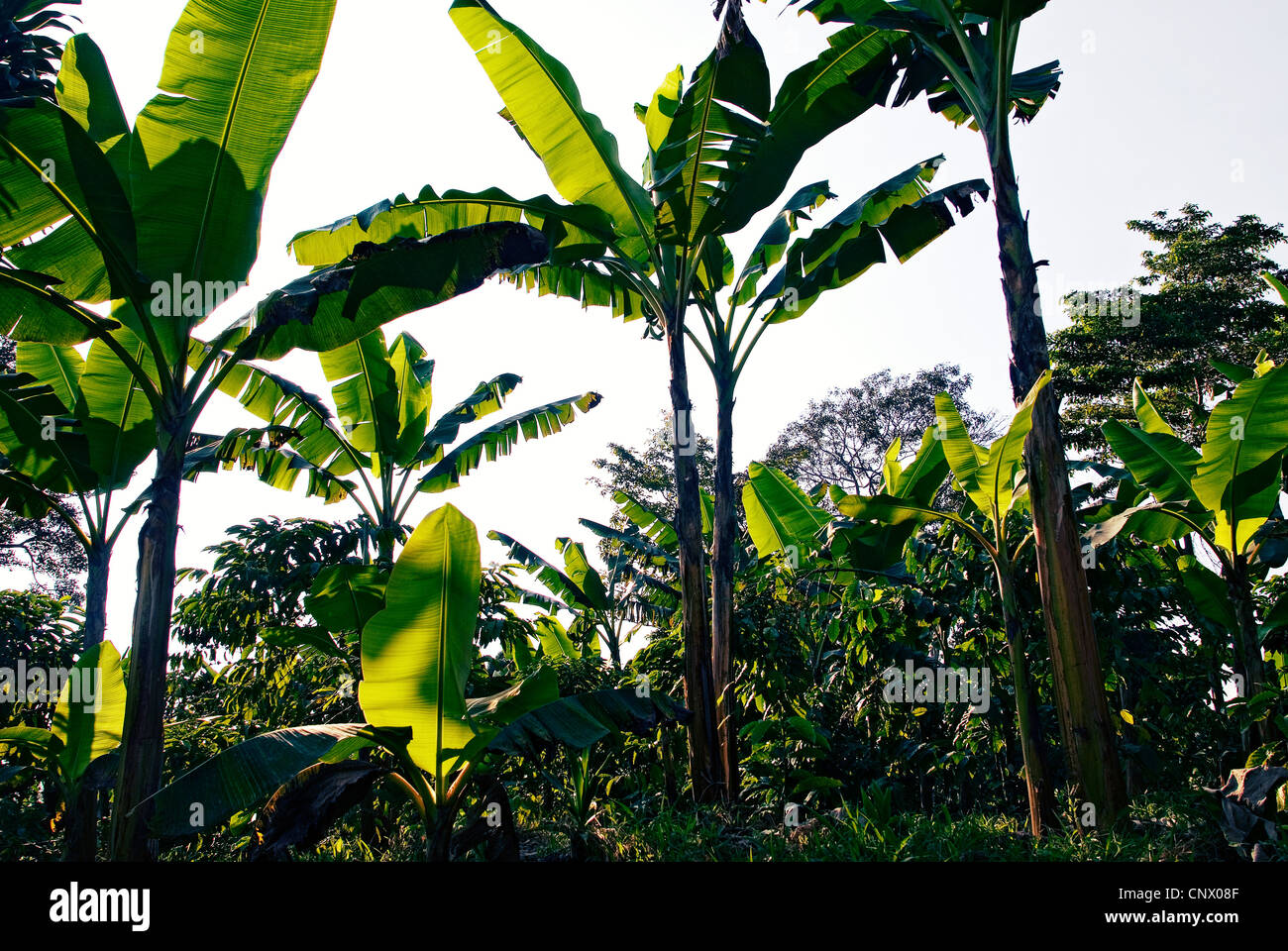 Bananiers fournissent de l'ombre de caféiers sur une plantation de café guatémaltèque. Banque D'Images