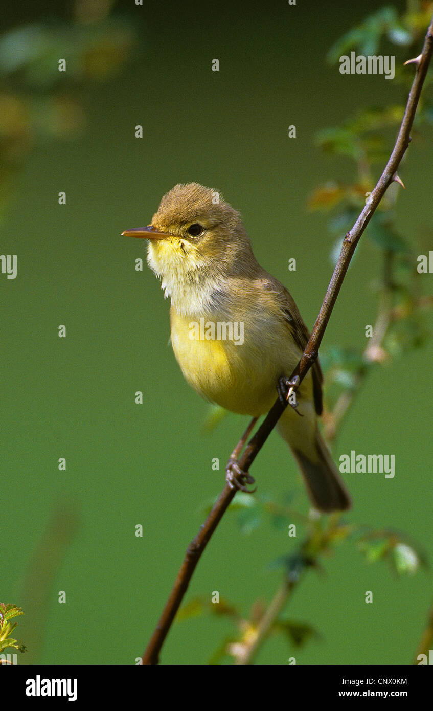 (Hippolais polyglotta paruline mélodieuse), assis sur une pousse Banque D'Images
