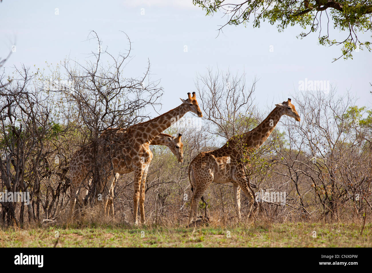 Deux jeunes girafes sentir une autre girafe qui semble être en chaleur, à Kruger National Park, Afrique du Sud Banque D'Images