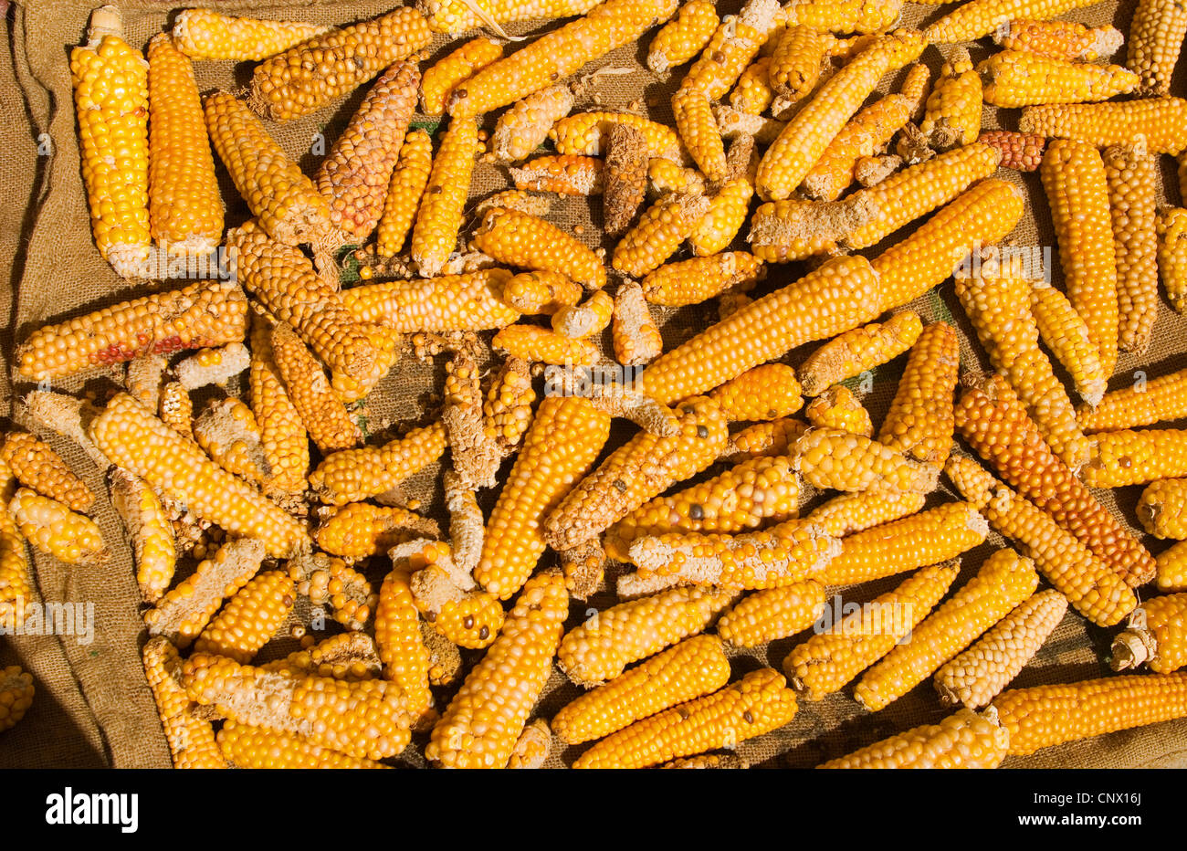 Le maïs est la base de l'alimentation des Mayas. Les épis de maïs sont mis  à sécher avant de les grains sont séchés et moulus pour faire des tortillas  Photo Stock -