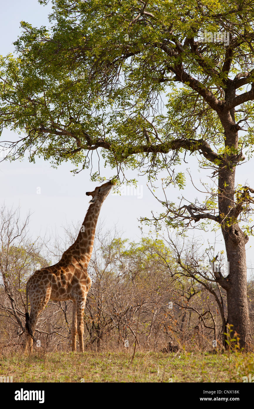Une girafe de manger d'un grand arbre à Kruger National Park, Afrique