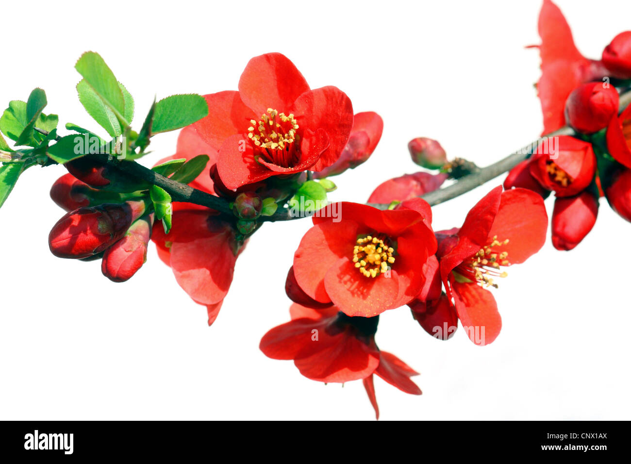 Cognassier du Japon (Chaenomeles japonica, Choenomeles japonica), blooming Banque D'Images