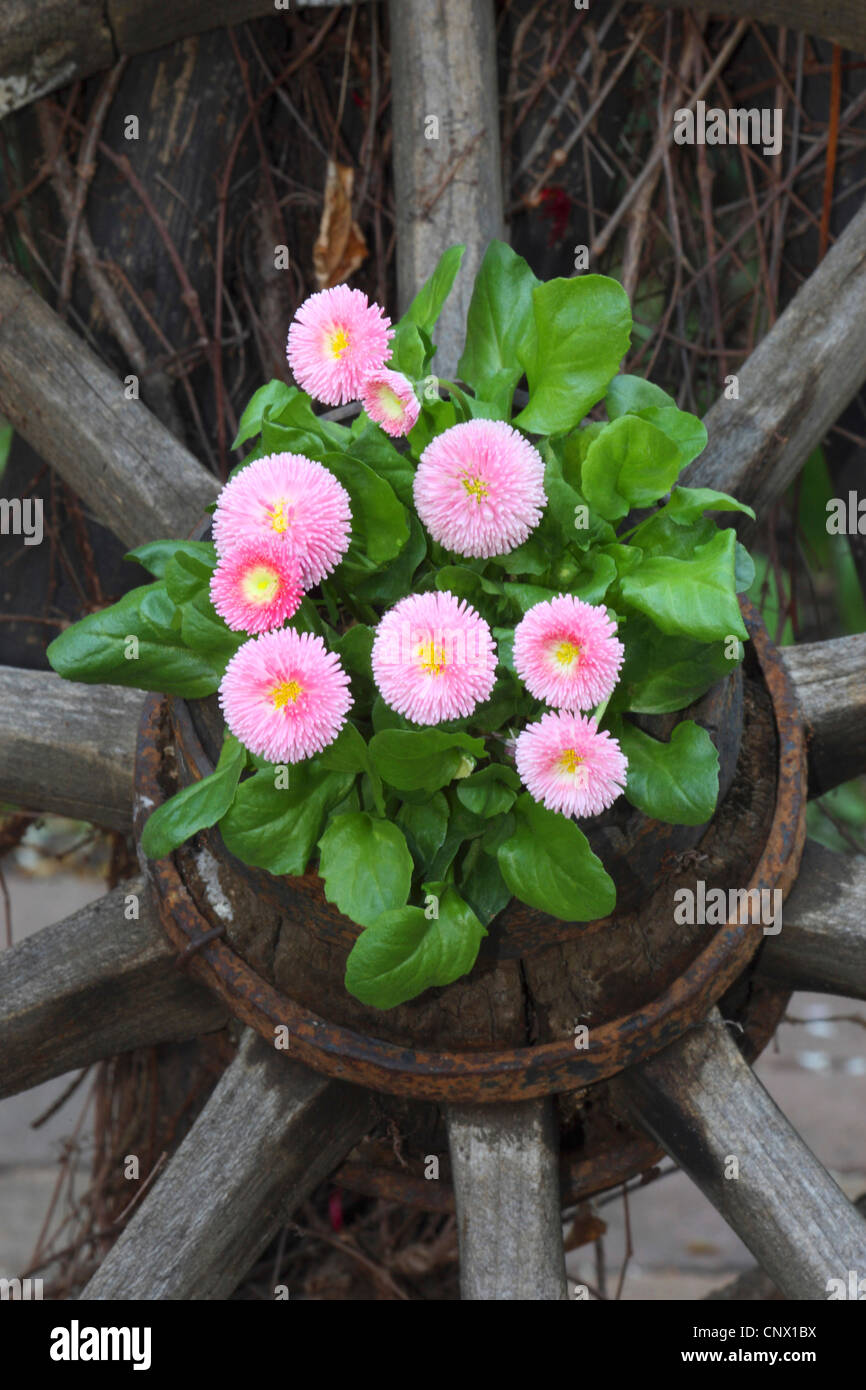 Daisy annuel (Bellis annua), floraison rose Bellis dans un pot Banque D'Images