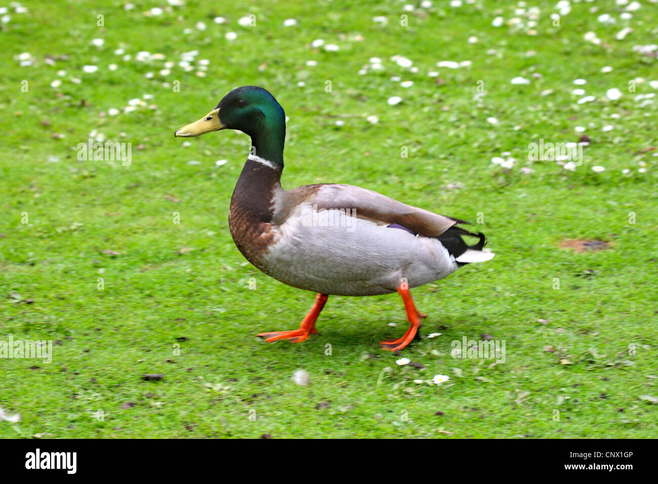 Le Canard colvert (Anas platyrhynchos), homme de marcher à travers un pré, Allemagne Banque D'Images