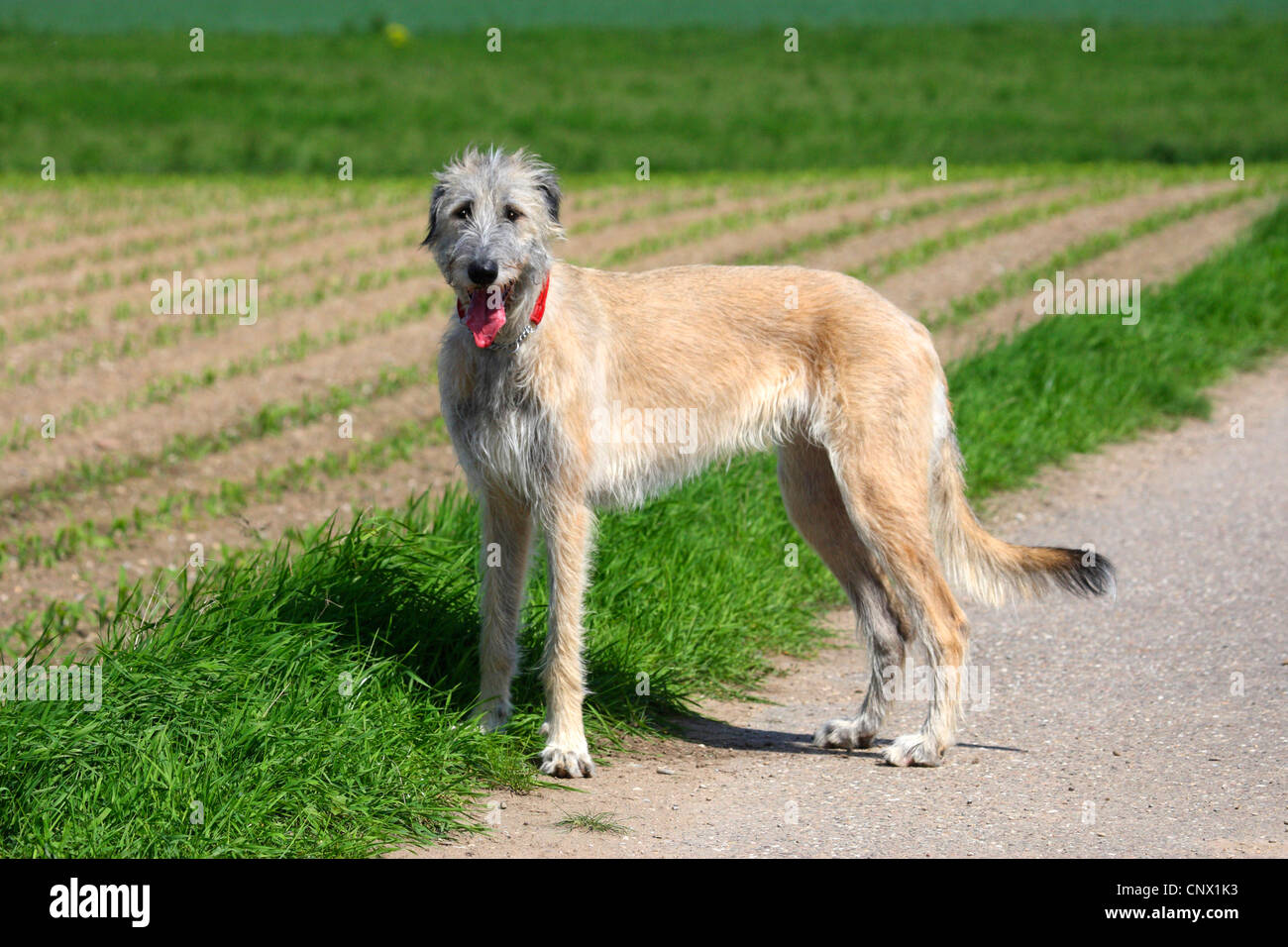 Irish Wolfhound (Canis lupus f. familiaris), debout sur un champ Banque D'Images