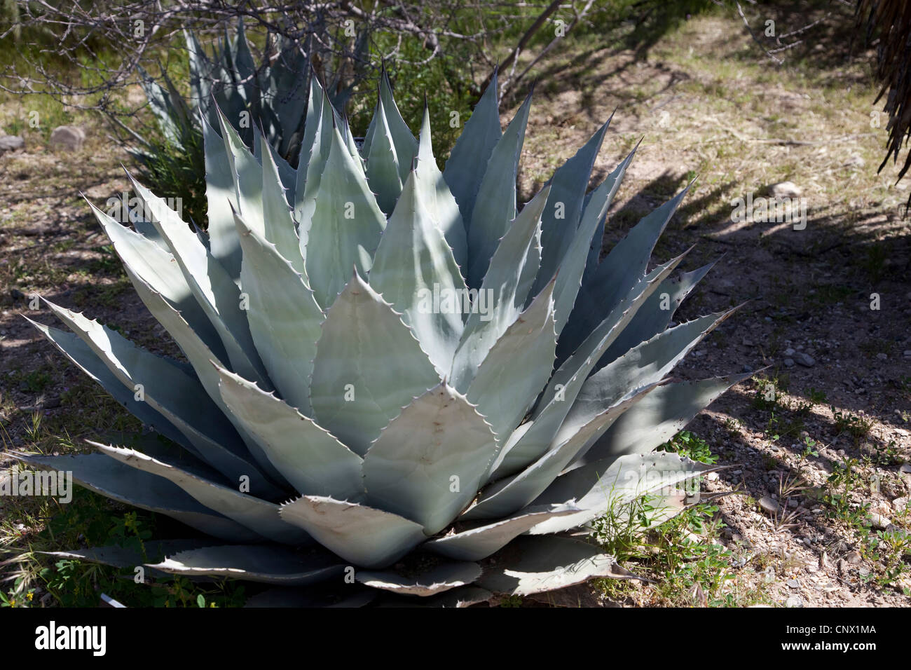 Agave havardiana Agave chiso (individuel), grande Banque D'Images