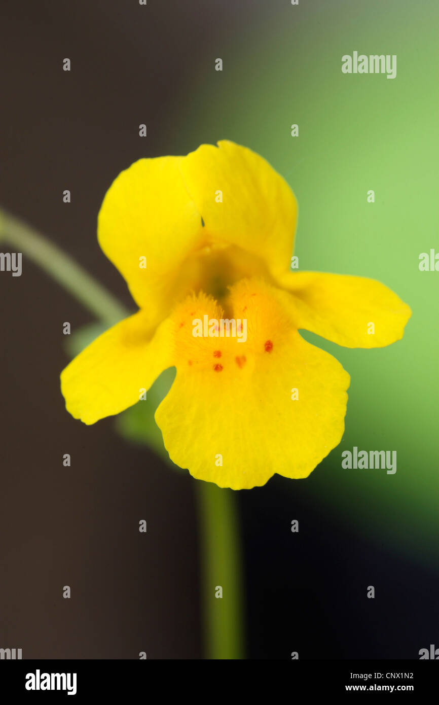 Yellow monkeyflower (Mimulus guttatus), fleur Banque D'Images