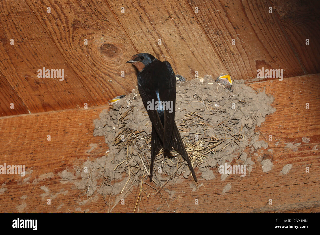 L'hirondelle rustique (Hirundo rustica), à son nid au plafond d'une stabilité Banque D'Images