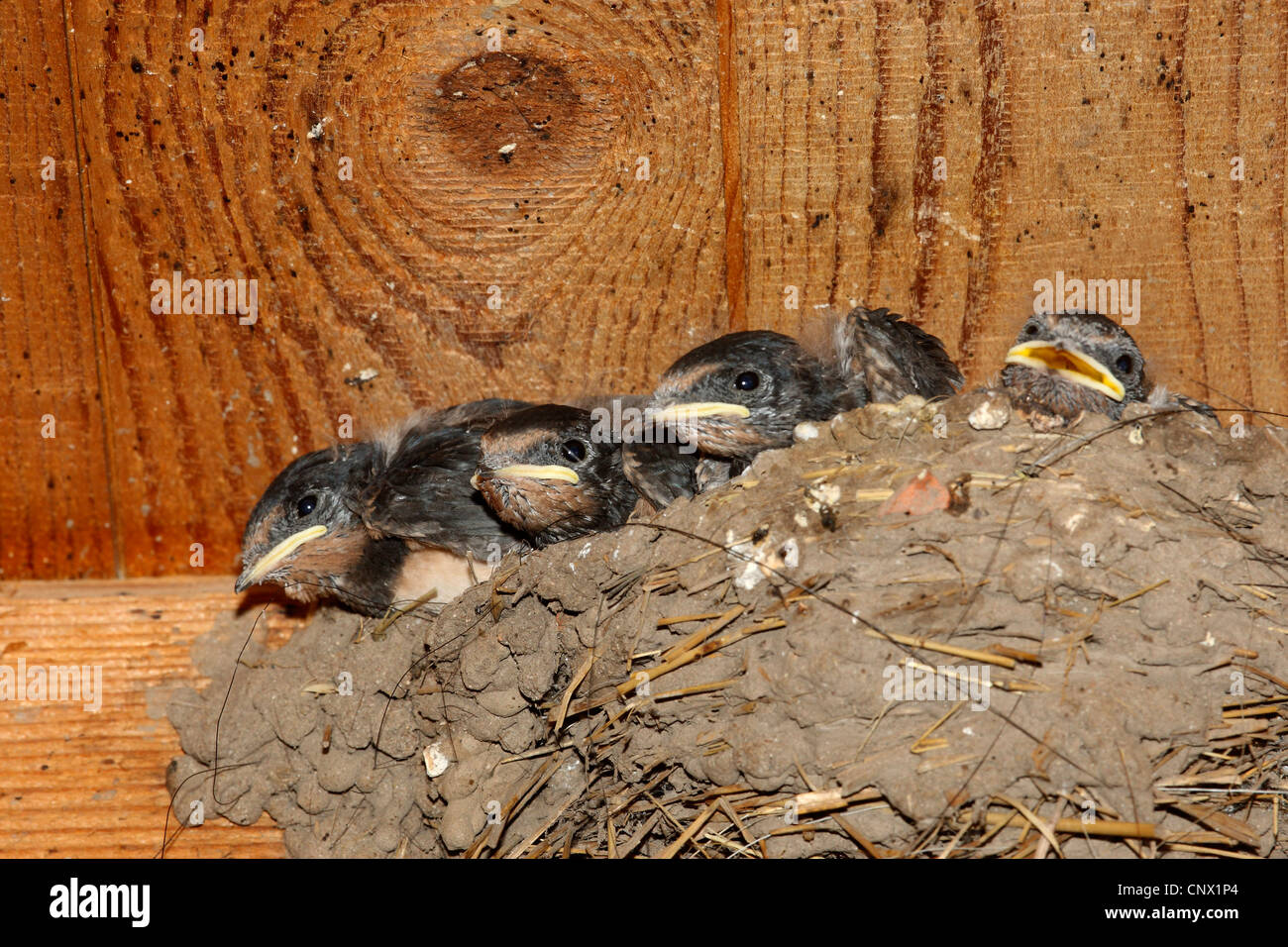 L'hirondelle rustique (Hirundo rustica), les jeunes avaler dans le nid, Allemagne Banque D'Images