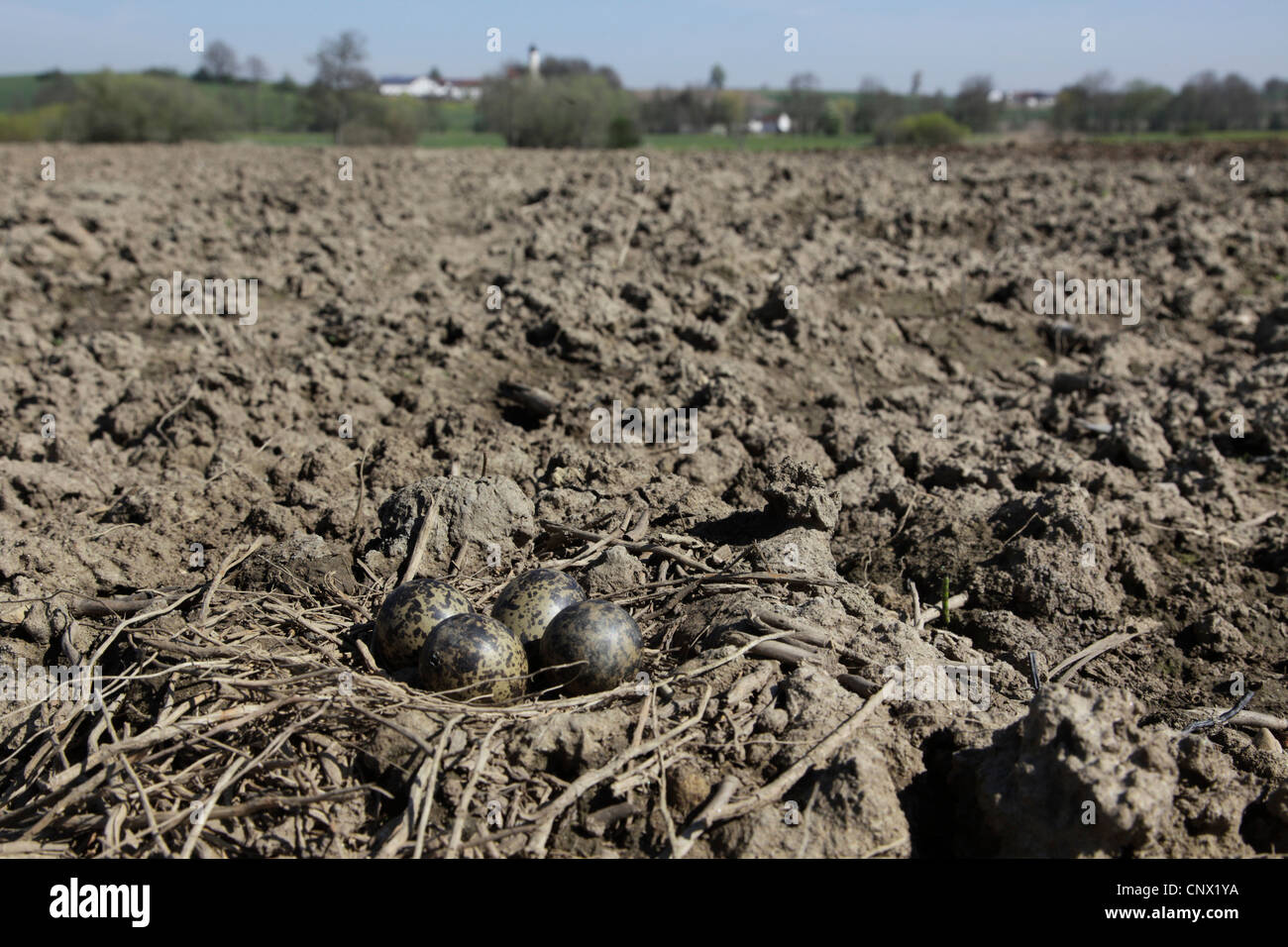 Le nord de sociable (Vanellus vanellus), nichent dans un champ de maïs avant la culture, l'Allemagne, la Bavière Banque D'Images