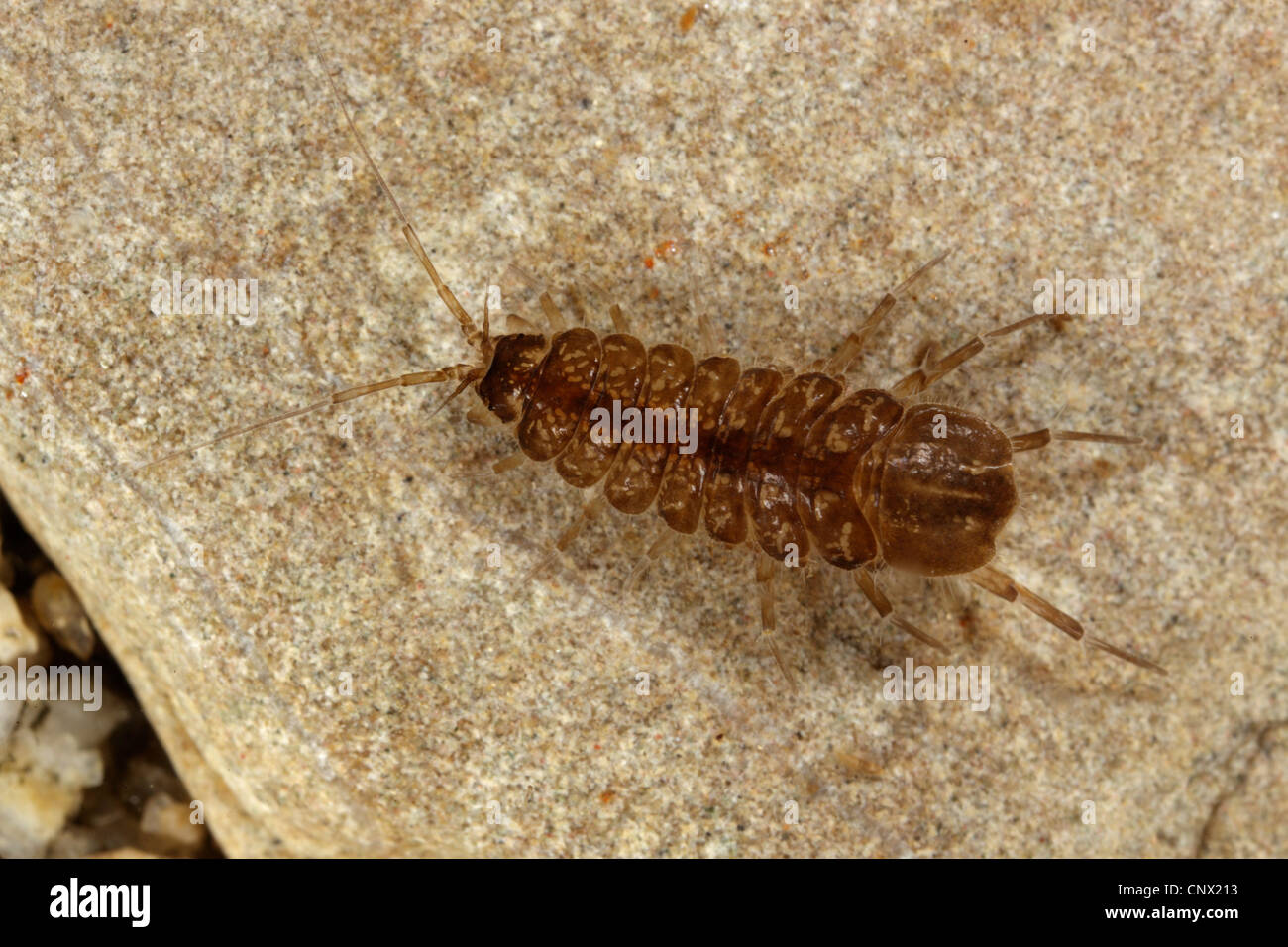 Petit Cloporte D Eau Douce 6 Lettres Asellus aquaticus Banque de photographies et d'images à haute résolution -  Alamy