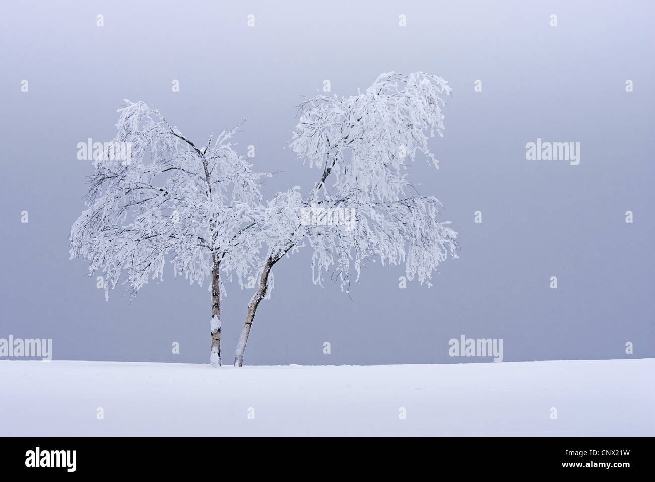 Bouleau commun, le bouleau verruqueux, bouleau blanc européen, le bouleau blanc (Betula pendula, Betula alba), l'arbre couvert de neige, l'Allemagne, Rhénanie du Nord-Westphalie Banque D'Images