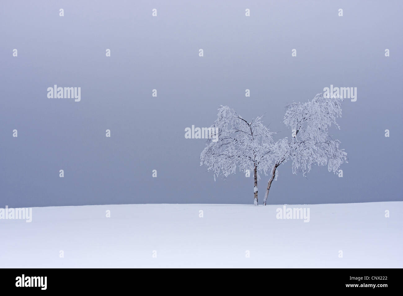 Bouleau commun, le bouleau verruqueux, bouleau blanc européen, le bouleau blanc (Betula pendula, Betula alba), l'arbre couvert de neige, l'Allemagne, Rhénanie du Nord-Westphalie Banque D'Images
