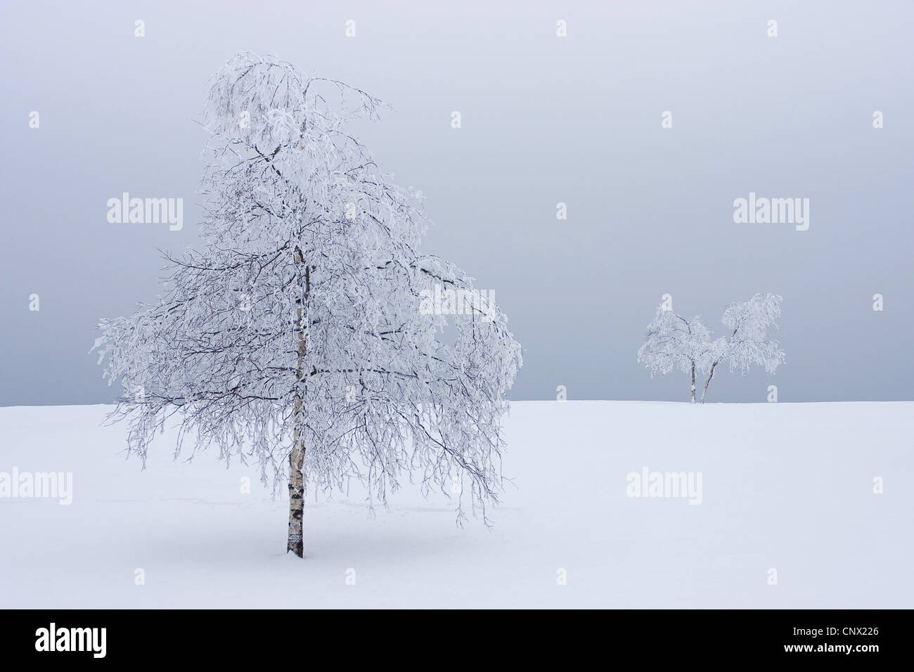 Bouleau commun, le bouleau verruqueux, bouleau blanc européen, le bouleau blanc (Betula pendula, Betula alba), arbres couverts de neige, de l'Allemagne, Rhénanie du Nord-Westphalie Banque D'Images