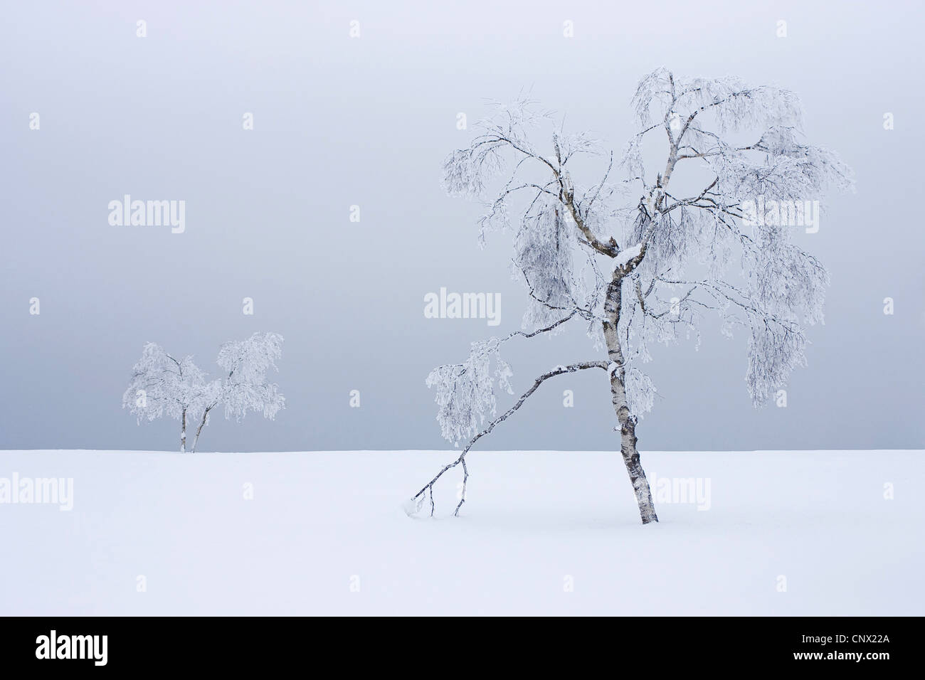 Bouleau commun, le bouleau verruqueux, bouleau blanc européen, le bouleau blanc (Betula pendula, Betula alba), arbres couverts de neige, de l'Allemagne, Rhénanie du Nord-Westphalie Banque D'Images