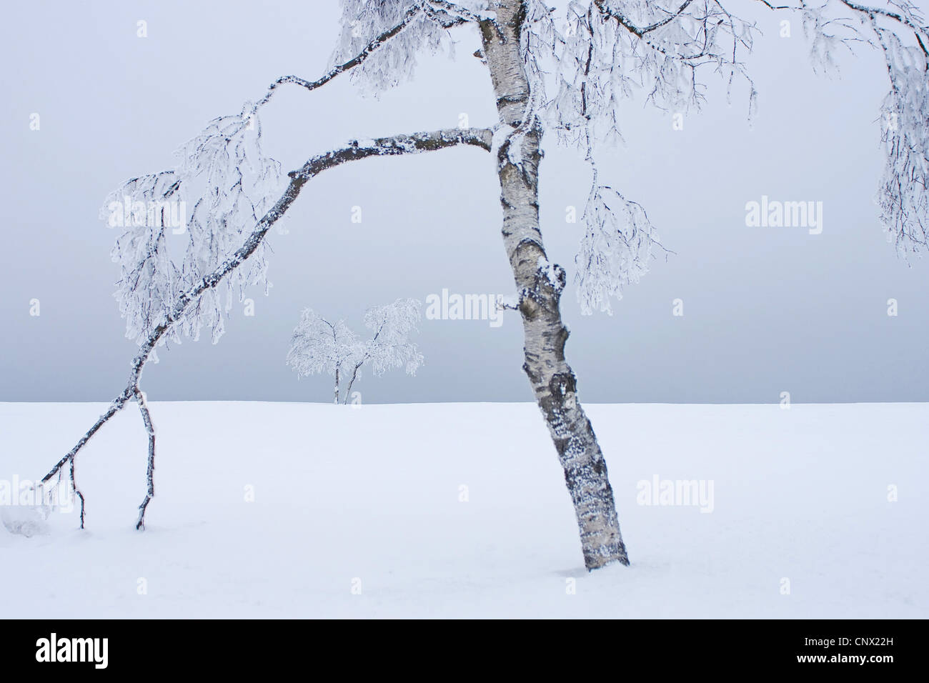 Bouleau commun, le bouleau verruqueux, bouleau blanc européen, le bouleau blanc (Betula pendula, Betula alba), arbres couverts de neige, de l'Allemagne, Rhénanie du Nord-Westphalie Banque D'Images