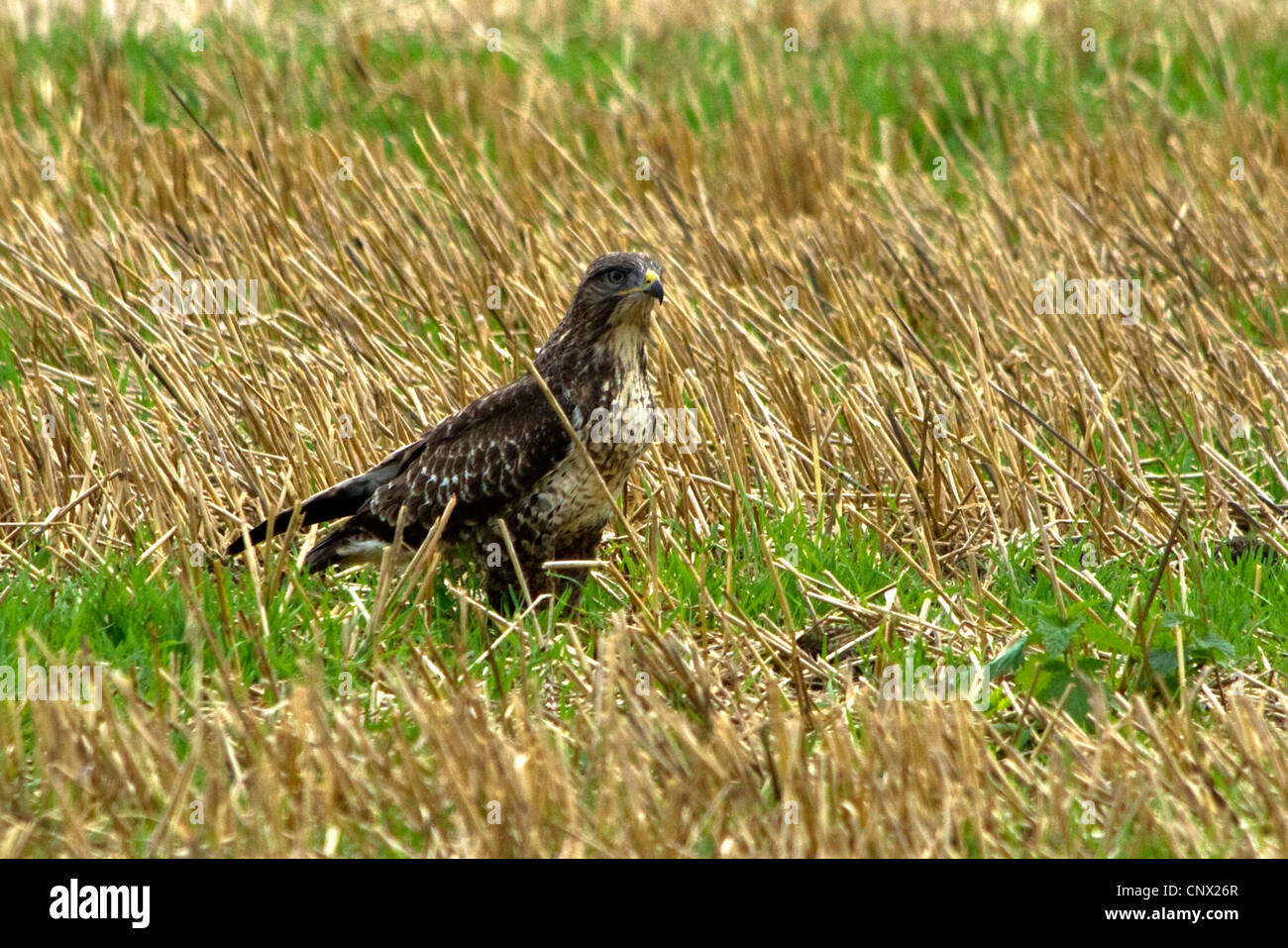 Eurasian buzzard (Buteo buteo), assis dans un champ de chaume, l'Allemagne, la Bavière Banque D'Images