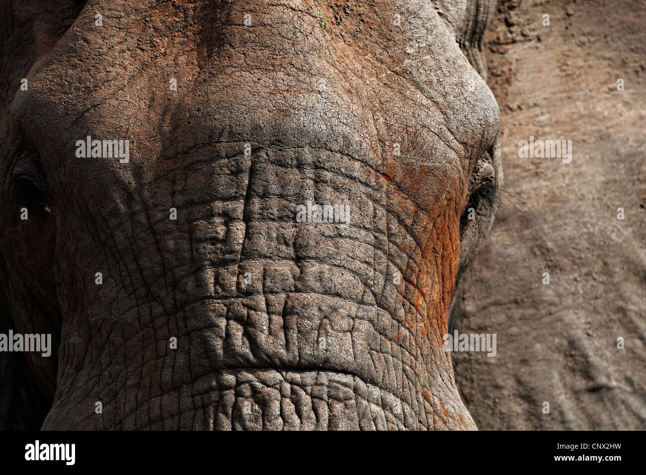 La tête de l'éléphant d'Afrique Loxodonta africana Portrait ( ), Kruger National Park, Afrique du Sud Banque D'Images