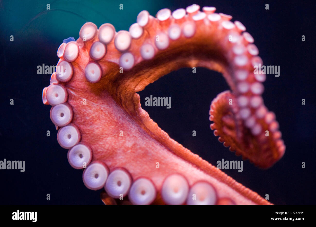Poulpe commun, Octopus, Atlantique commun européen commun poulpe (Octopus vulgaris), le bras avec ventouses Banque D'Images