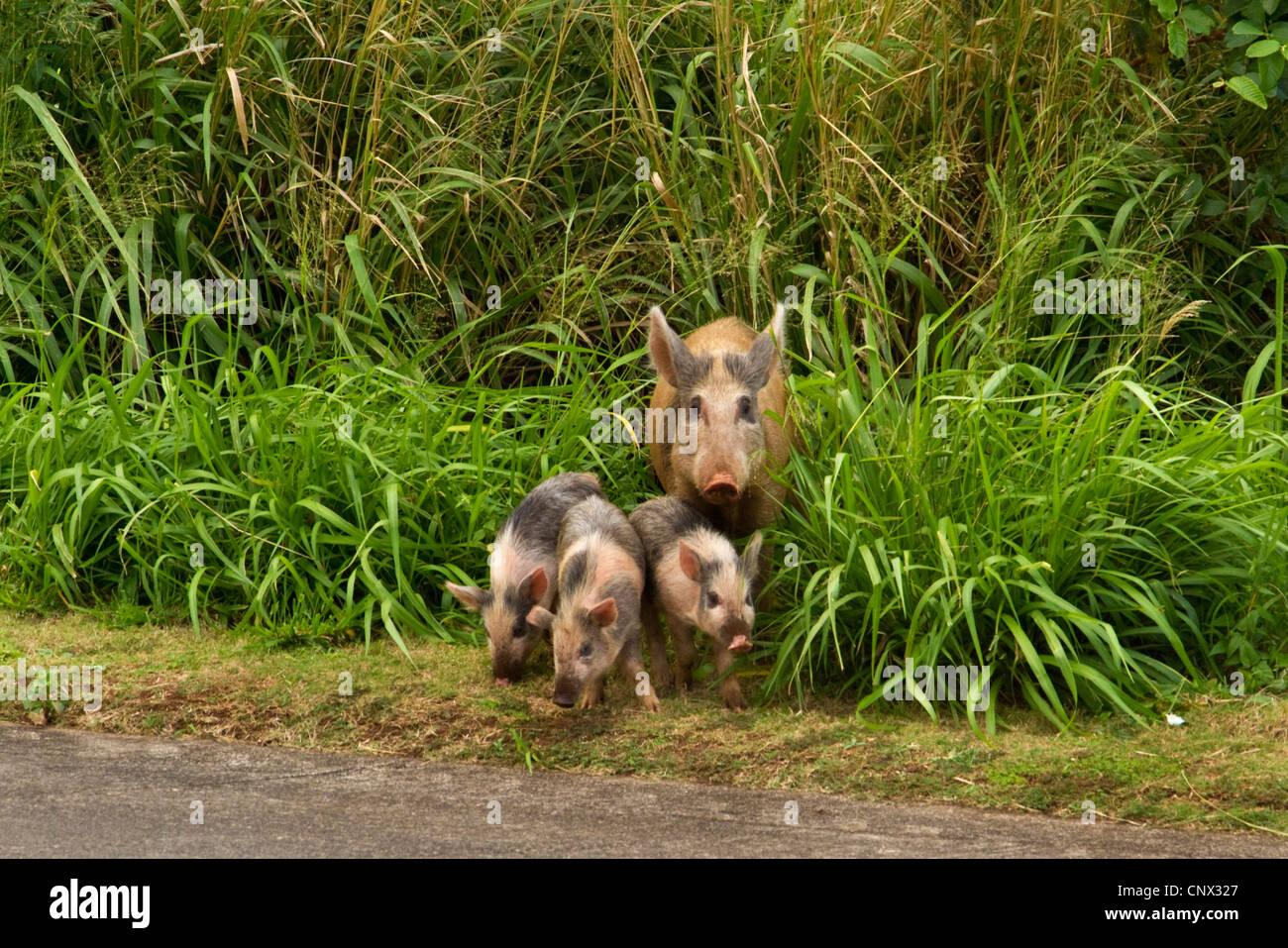 Porc domestique (Sus scrofa domestica). f, naturalisé, semer avec shoats, USA, Hawaii, Maui Banque D'Images
