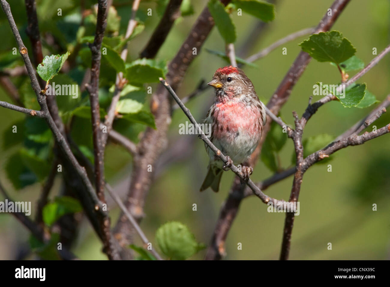 Sizerin flammé, Carduelis flammea Sizerin flammé (Acanthis flammea), mâle, assis sur une branche, Allemagne Banque D'Images
