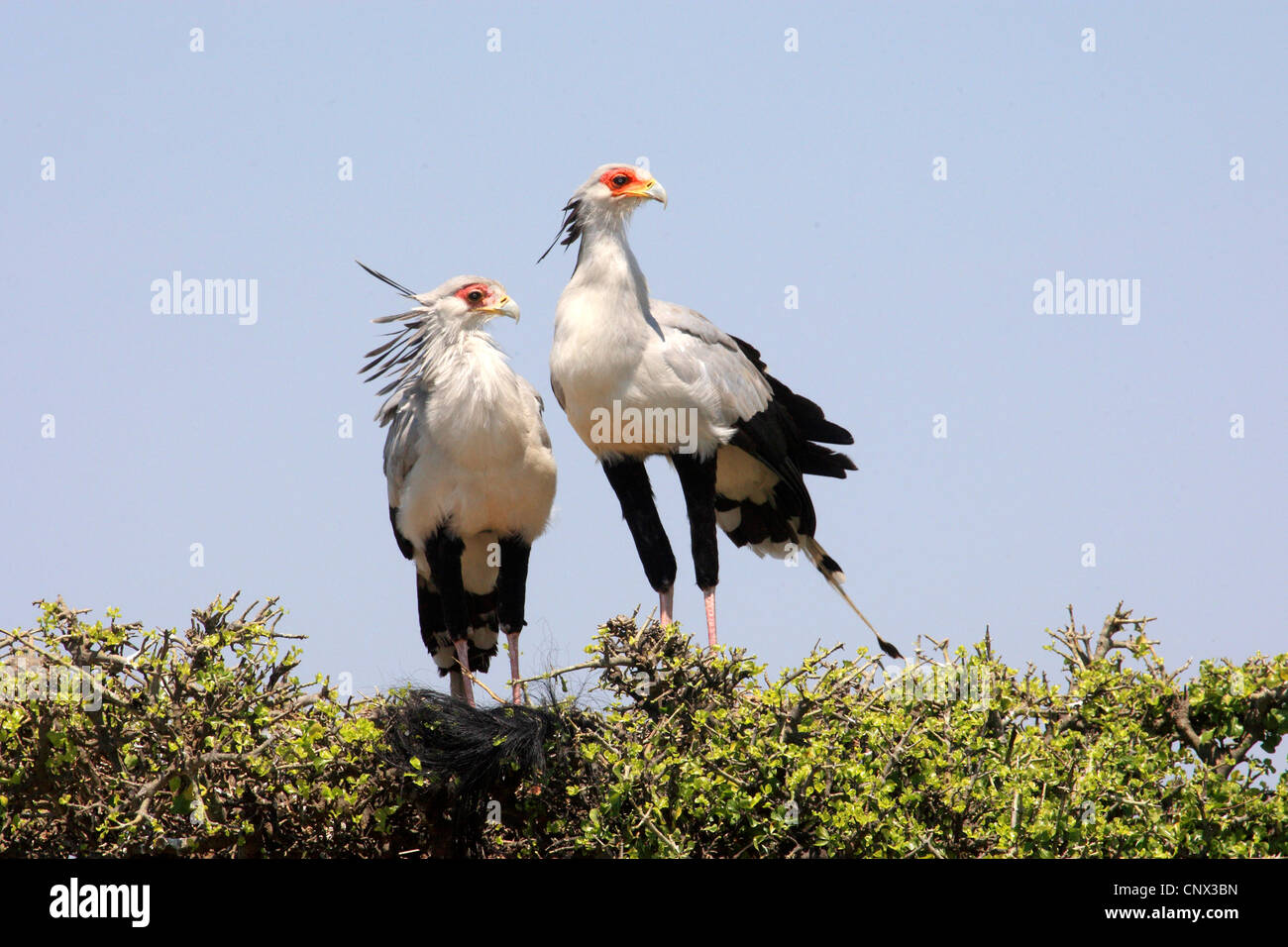 Oiseau secrétaire, Sagittaire (Sagittarius serpentarius serpentarius), deux oiseaux assis côte à côte sur un arbre haut, Kenya, Masai Mara National Park Banque D'Images