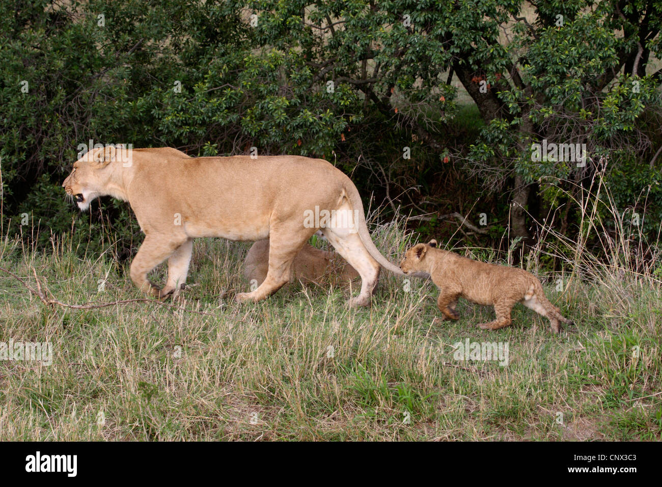 Lion (Panthera leo), les femmes avec enfants, Kenya, Masai Mara National Park Banque D'Images