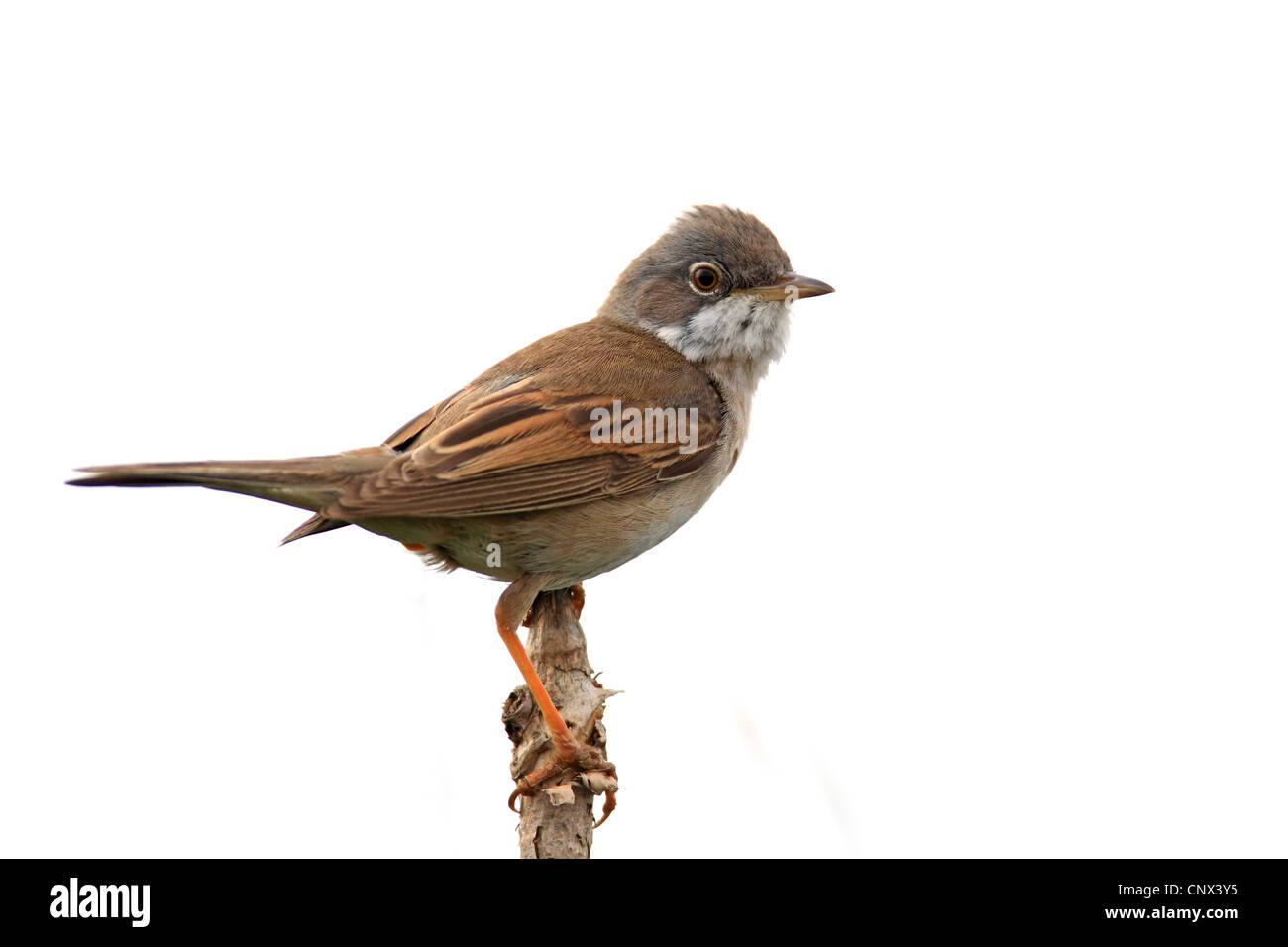 Fauvette grisette (Sylvia communis), homme assis sur une branche, Pays-Bas, Texel Banque D'Images